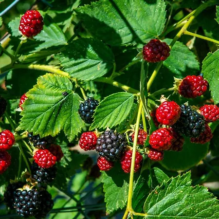 Quinta Montebelo بيت للعطل *