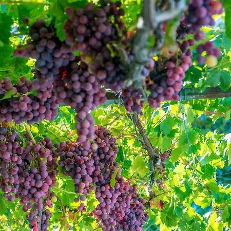 بيت للعطل Quinta Montebelo *