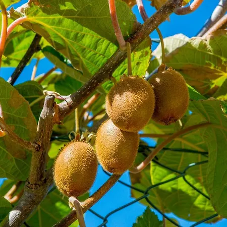 بيت للعطل Quinta Montebelo فيلا فرانكا دي شيرا