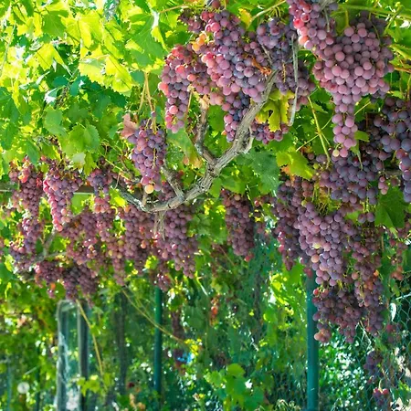 Hébergement de vacances Quinta Montebelo *
