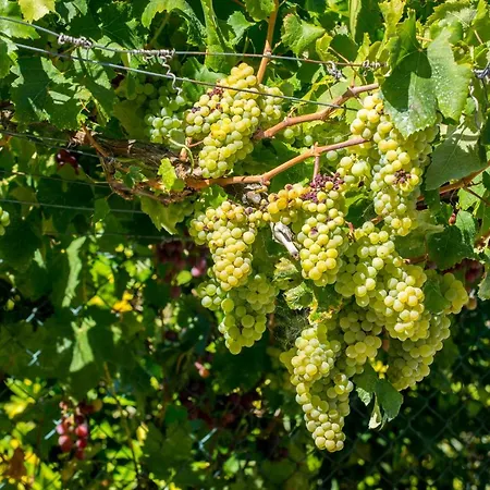 Quinta Montebelo فيلا فرانكا دي شيرا