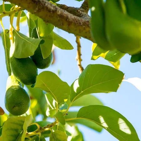 Quinta Montebelo Hébergement de vacances *